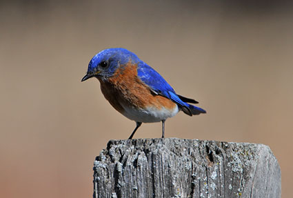 Eastern Bluebird. Photo by Dennis Malueg.